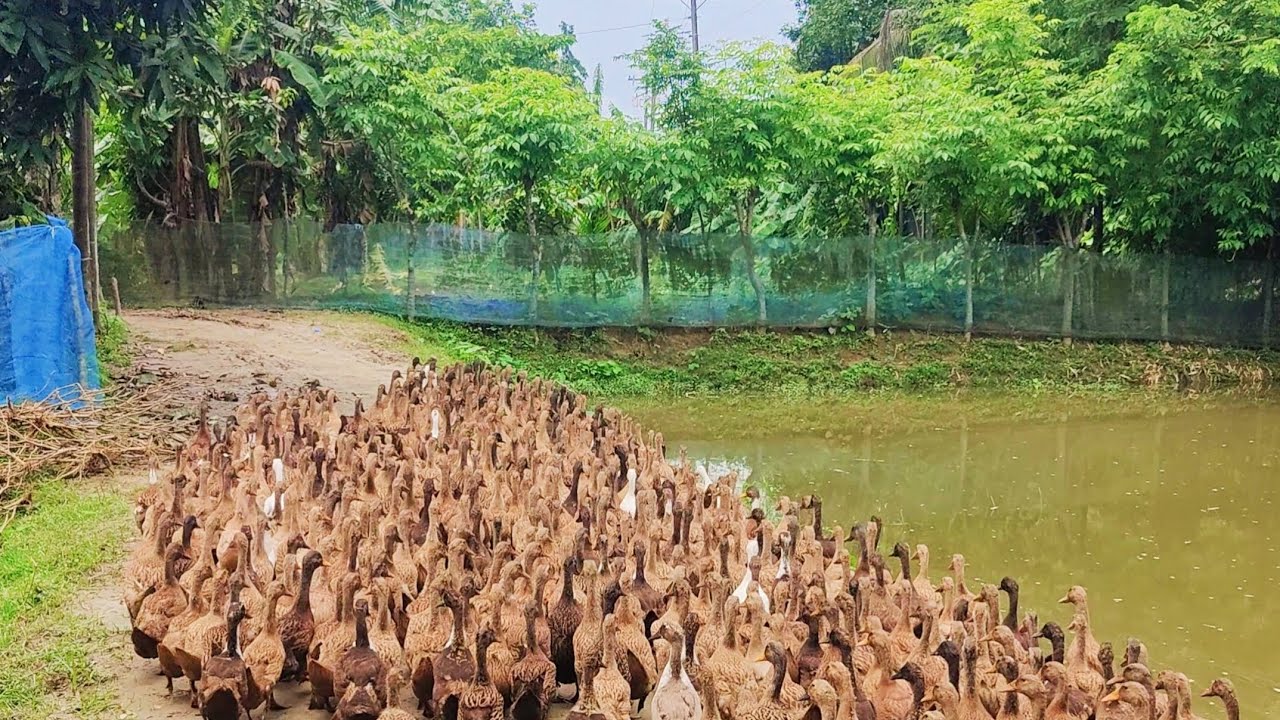 What a beautiful native duck!