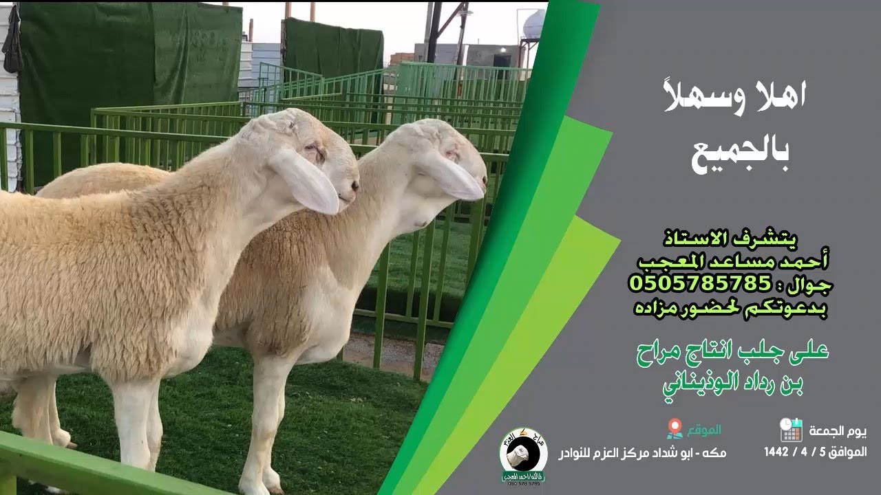 مركز العزم للنوادر للاستاذ احمد المعجب - جلب بن رداد الوذيناني