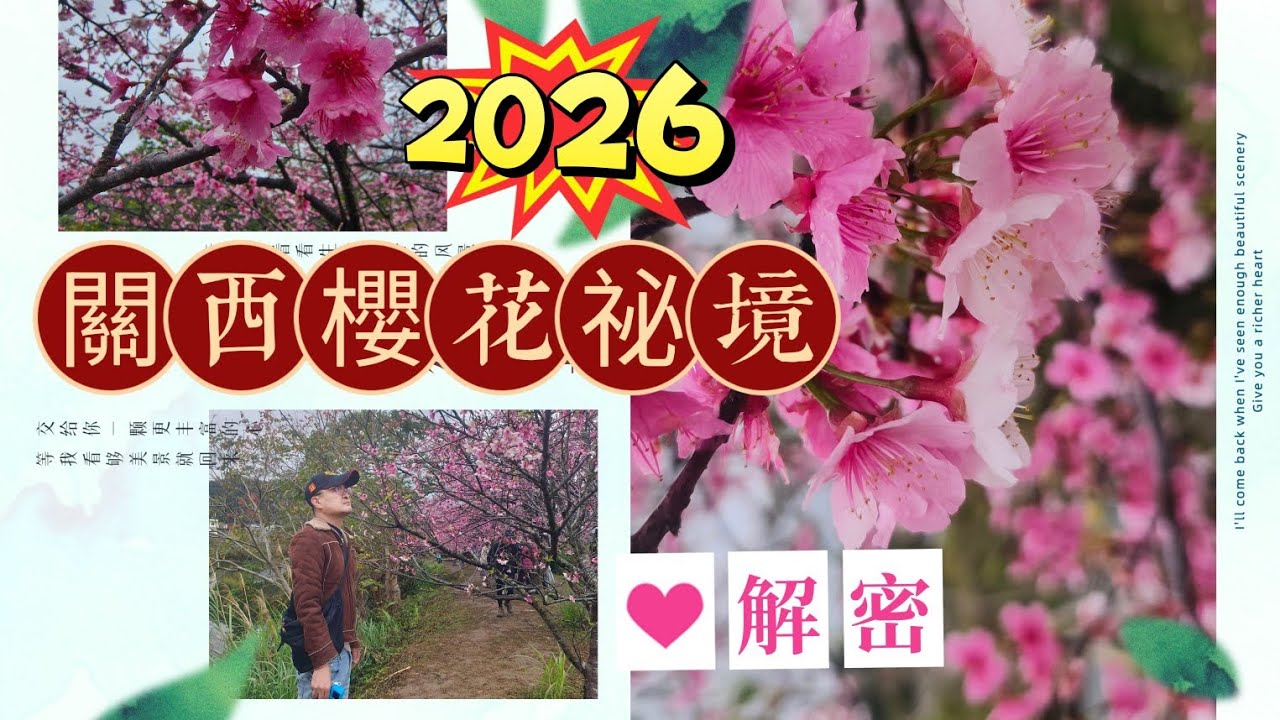 $關西櫻花祕境 2026解密啦/浪漫仙境 免費暢拍 #新竹景點 #櫻花季 #秘境