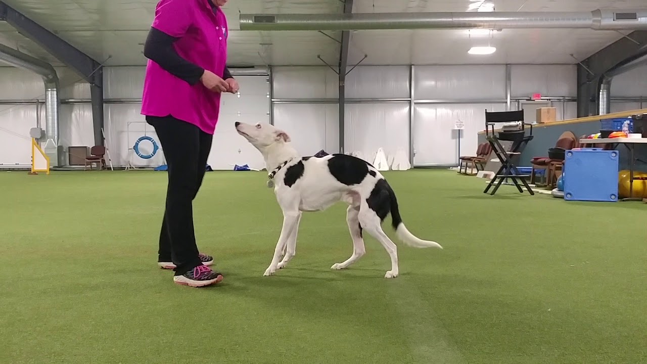 3 minutes K9 warm up routine