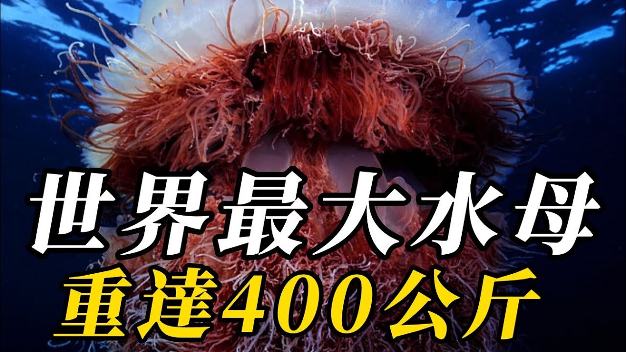 全世界最大的10種巨型水母，堪稱海底怪獸！第一名觸手無數，可覆蓋方圓500平方米！體長超越10層樓！#野生动物 #科普 #animals #野生生物 #动物 #野生動物
