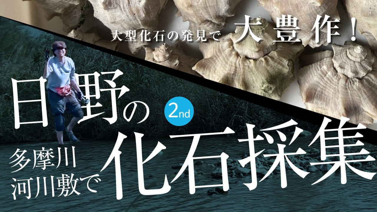 『なんだこれは夢か！？』東京/日野の多摩川の河川敷でアカニシガイの化石を大量に採集できました！化石youtuberですが一日漁師やってきました。by化石乙史