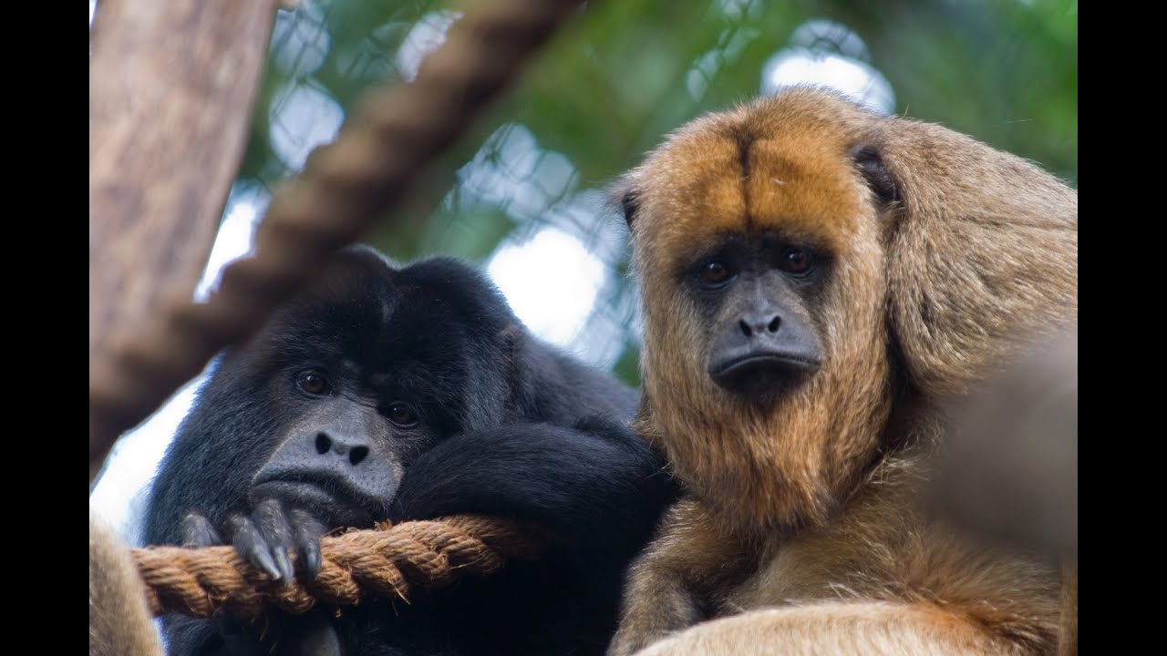 Hear a Howler Monkey Howl!