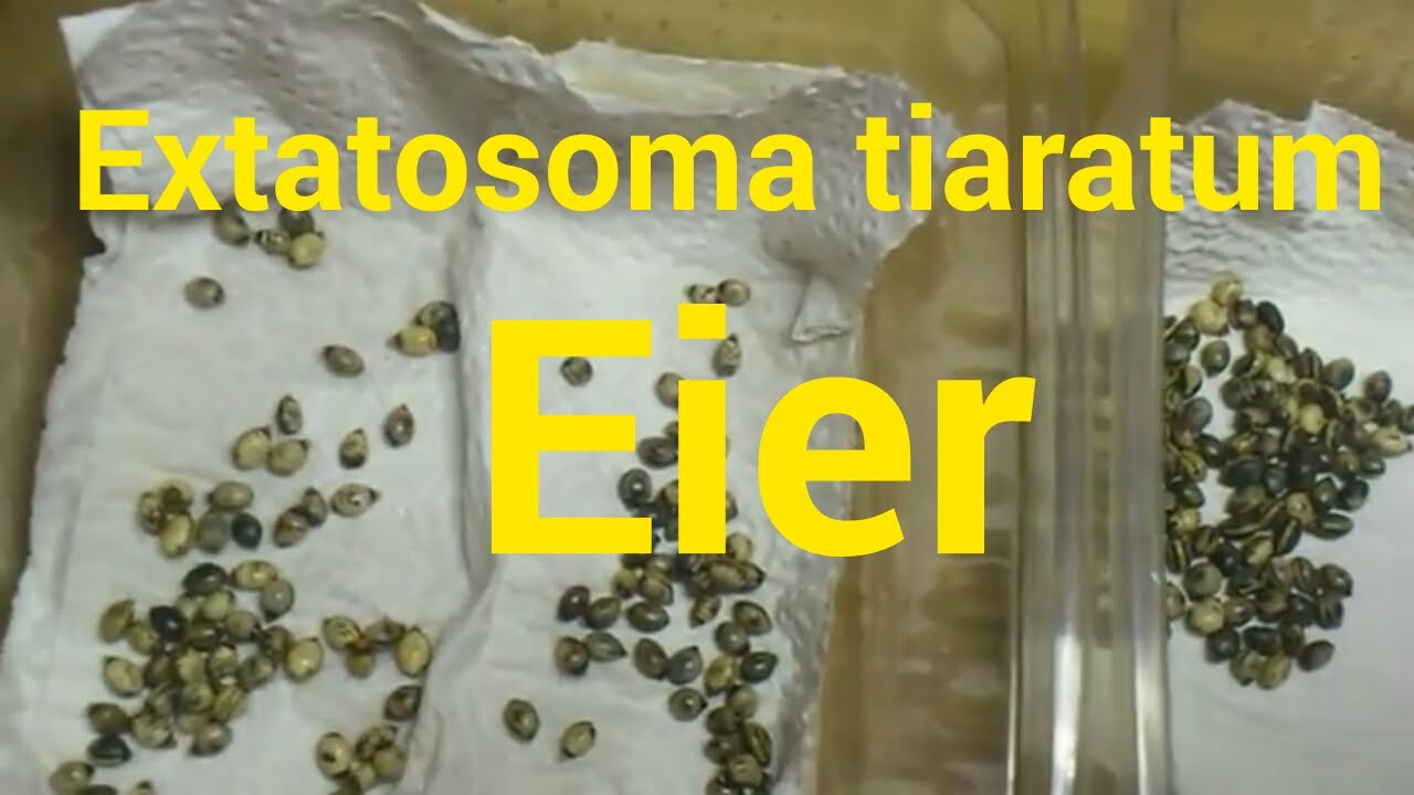 Extatosoma tiaratum - Eier | Insekten TV