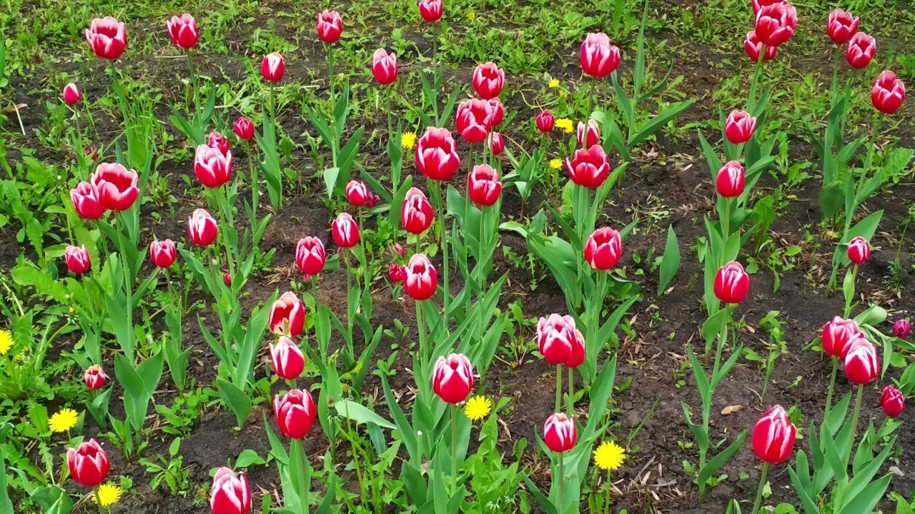 тюльпан, tulip