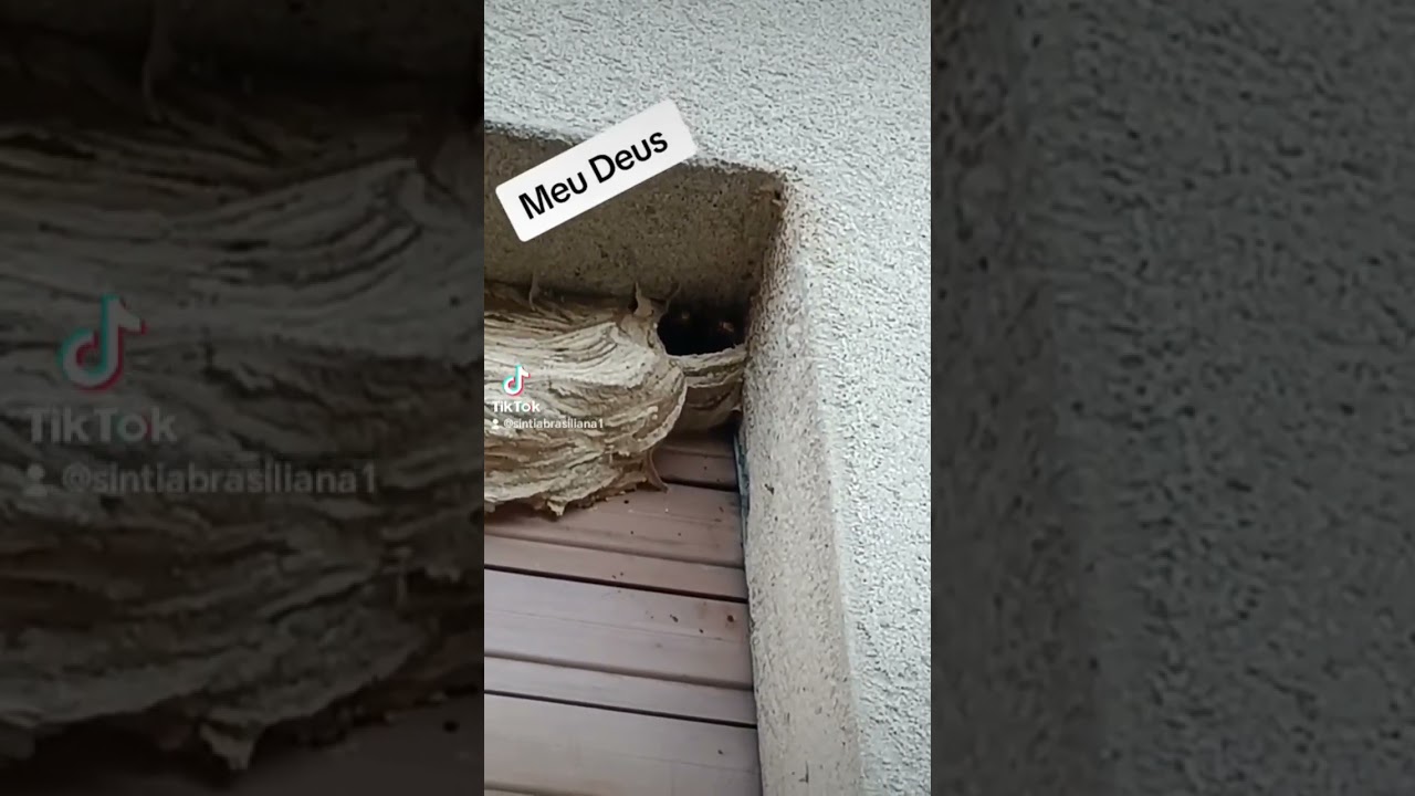 mamma mia dove hanno fatto il nido i calabroni 
