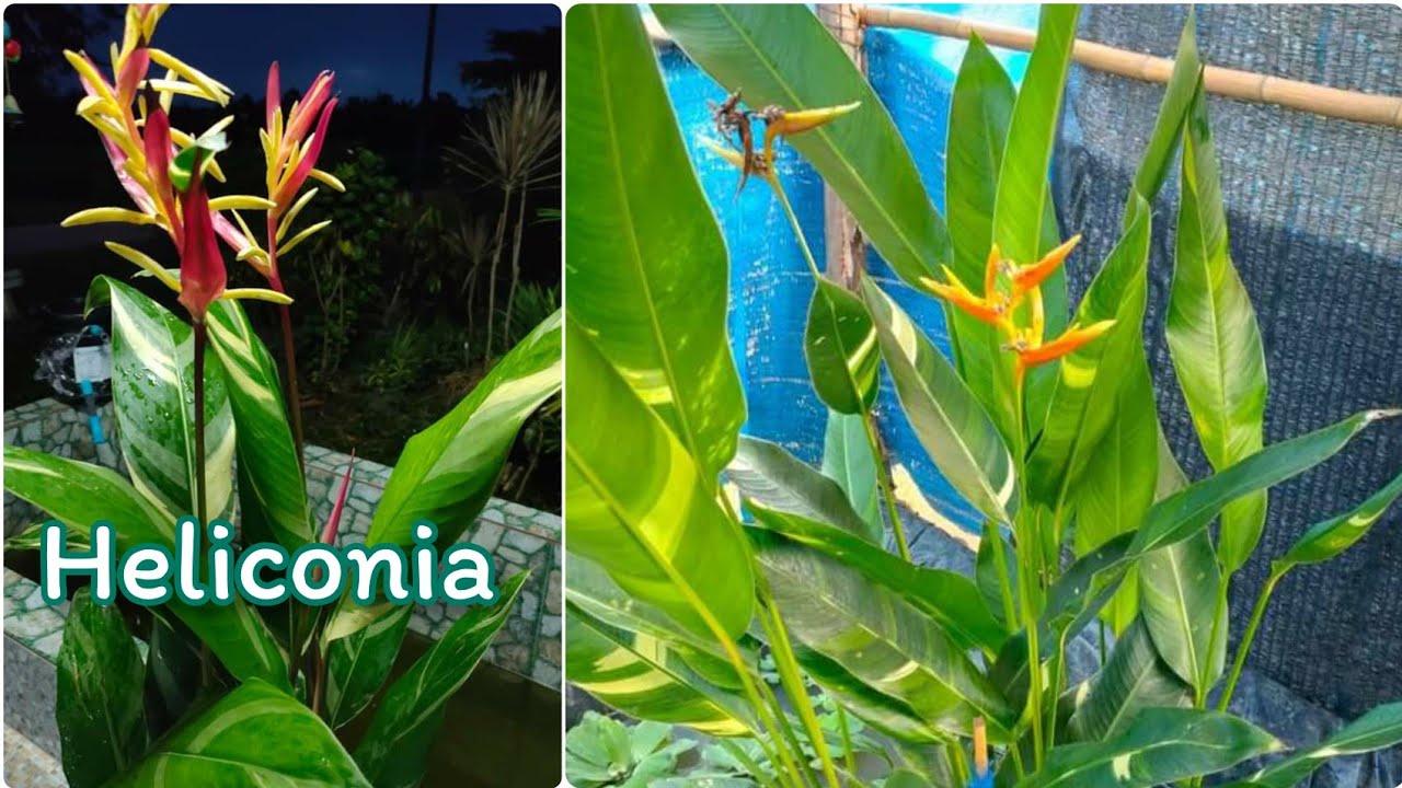 Heliconia propagating very easy/plant to grow