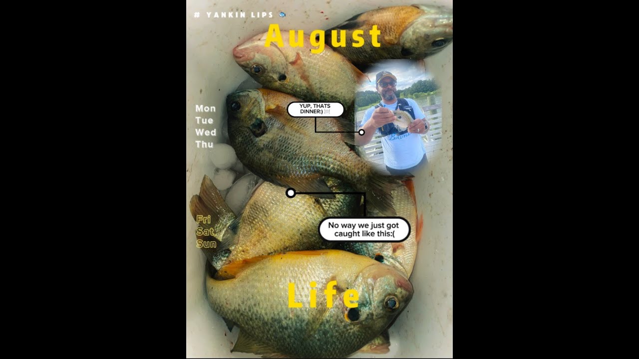 Shell Cracker & Bluegill Galore! Fishing at Chandler Lake