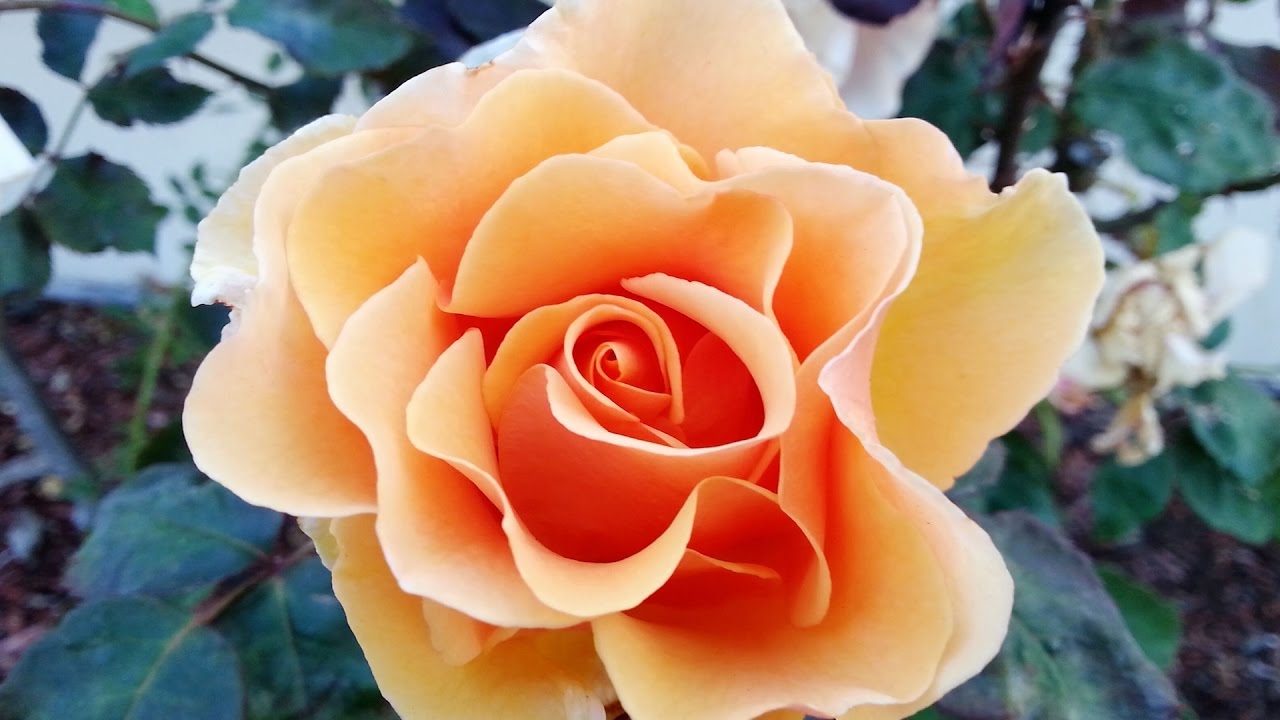 5 Plants That Ain't Worth The Trouble | Southern Living