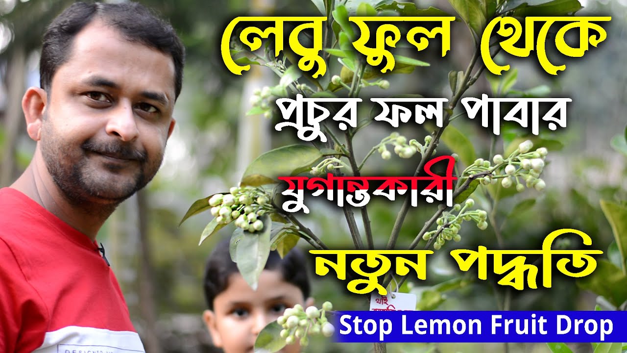 লেবু ফুল থেকে প্রচুর ফল পাবার যুগান্তকারী নতুন পদ্ধতি ! Stop lemon fruit drop ! New method !