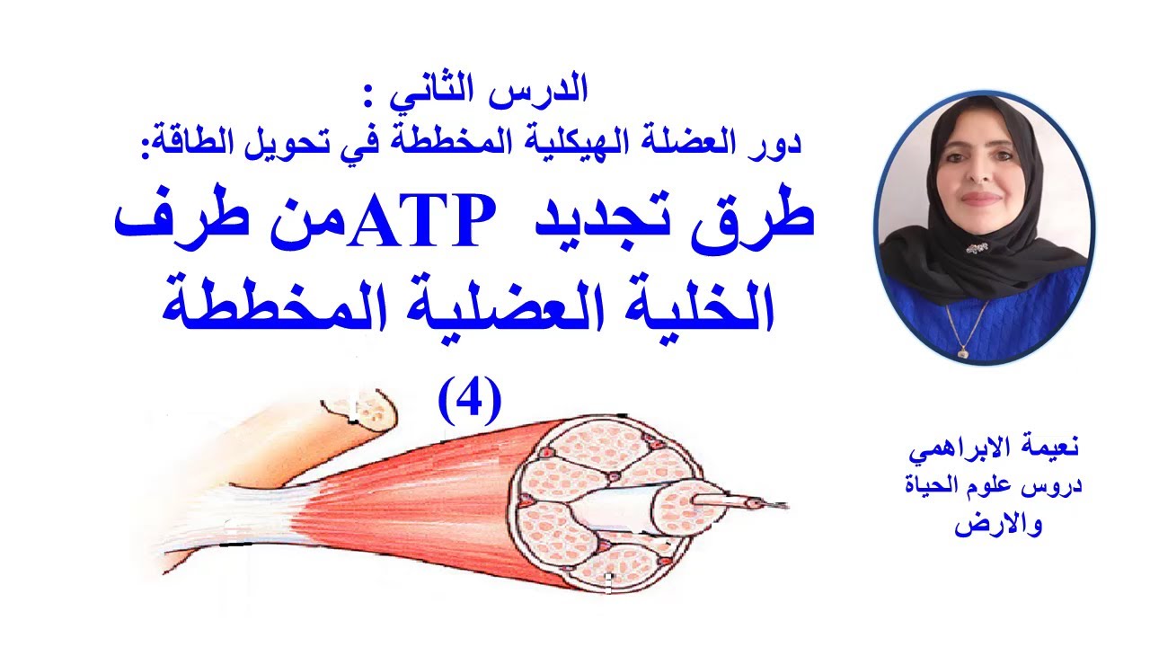 من طرف الخلية العضلية المخططة  ATP  طرق تجديد
