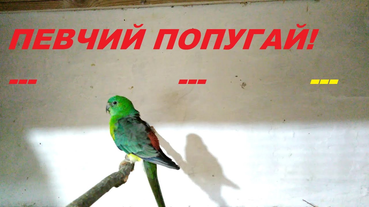 Певчие Попугаи -кормление,содержание/Щегол запел на свободе !