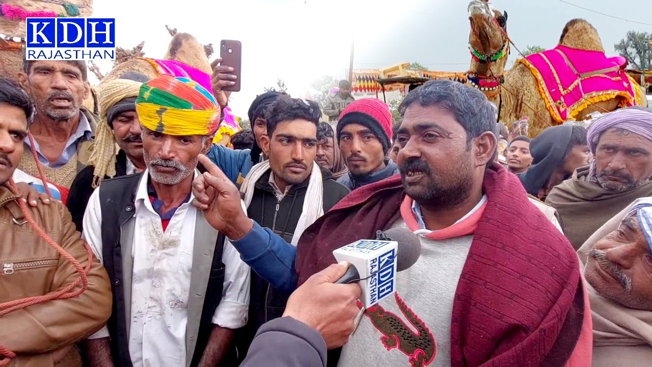 8 लाख ले लो इस ऊंट के, ऊंट के वजन के बराबर नोटों से तोल दे नहीं दूंगा, नागौर मेले का सबसे महंगा ऊंट