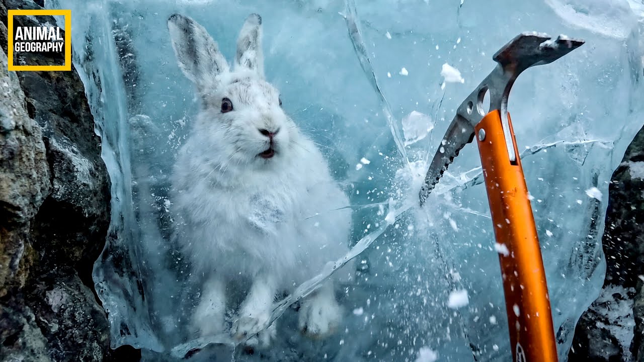 A Heartbreaking Rescue of a Tiny White Rabbit from a Wall of Ice — Every Second Counted! ⏱️🐰❄️
