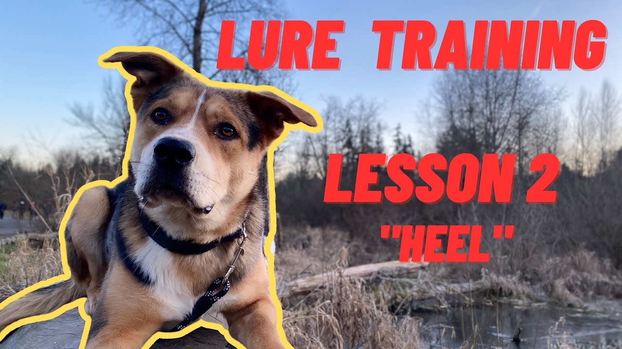 How to teach any dog the 