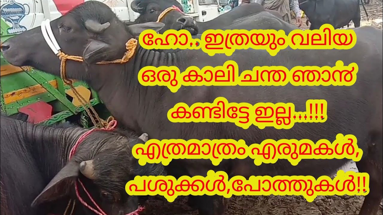 ഹോ.. ഇത്രയും വലിയ ഒരു കാലി ചന്ത ഞാ൯ കണ്ടിട്ടേ ഇല്ല... എത്രമാത്രം എരുമകള്‍, പശുക്കള്‍, പോത്തുകള്‍!!!!