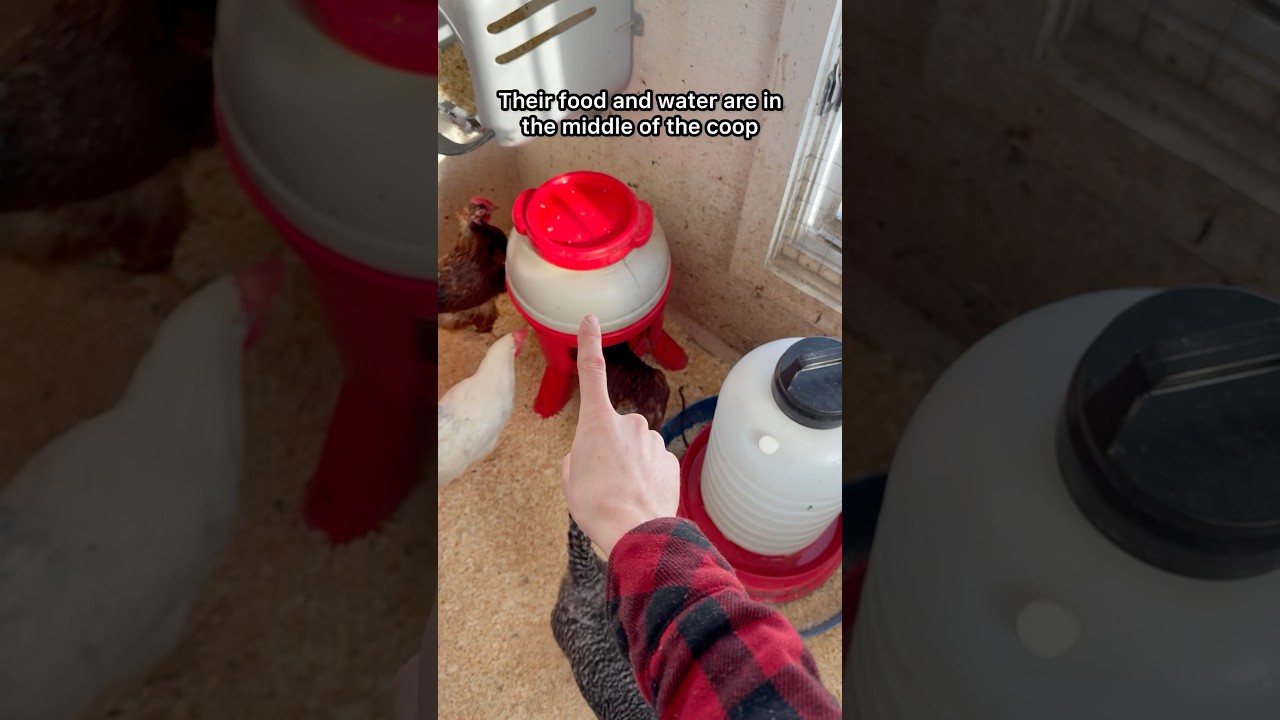 Winter Chicken Coop Setup Tour #summeronshorts #freerangechickens #housetour