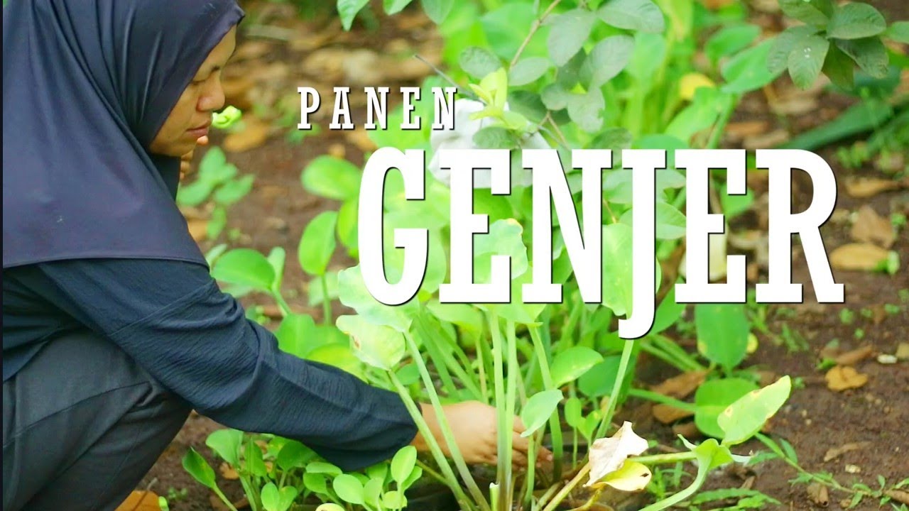 Ikuti Kegiatanku Bersih Bersih Kebun Setelah Hujan, Lanjut Petik Genjer Dan Cabe Rawit