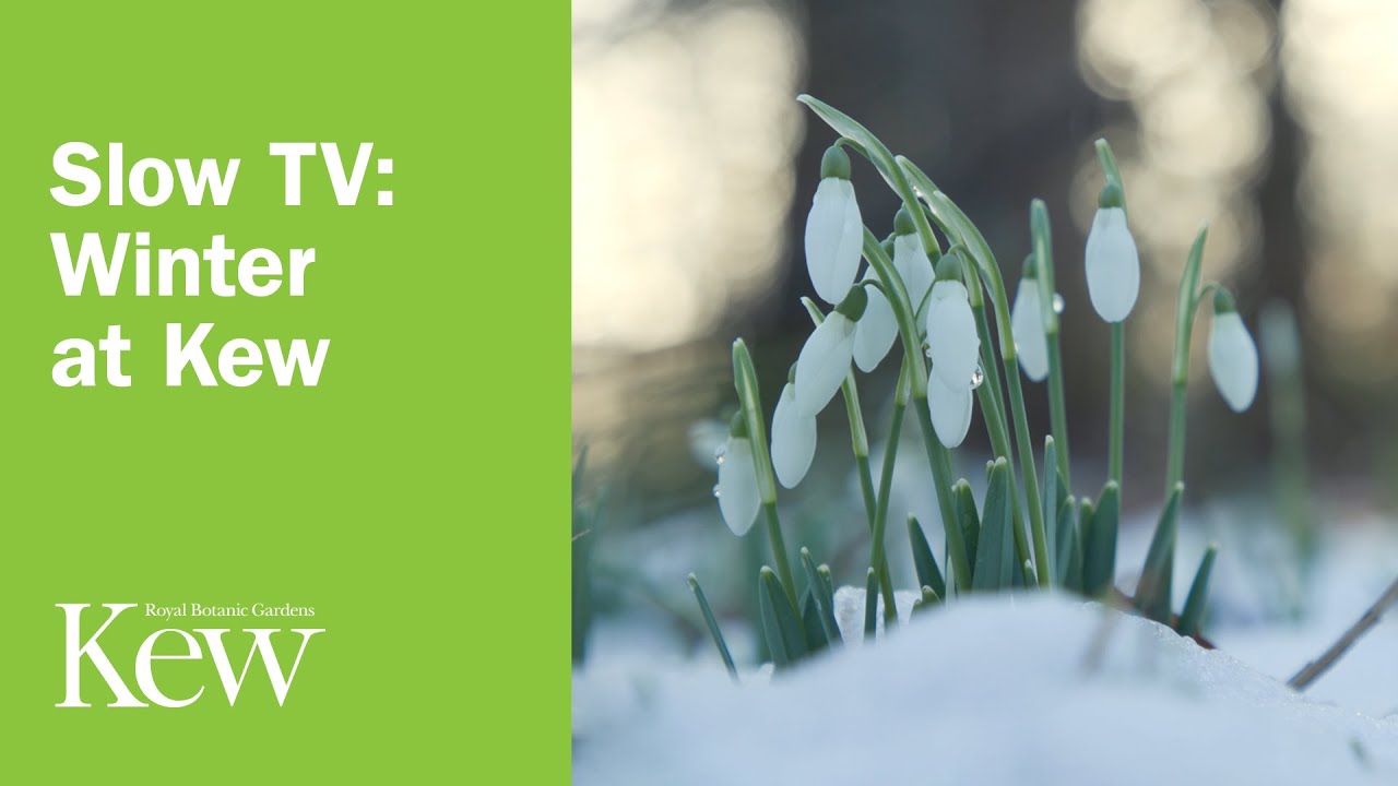 Slow TV: Winter at Kew | Kew Gardens