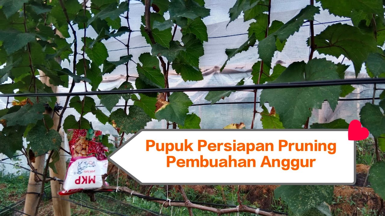 Pupuk Persiapan Pruning Pembuahan Anggur Jupiter Sistem Trelis Minggu Ke-1