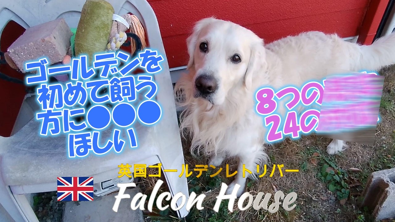 FalconHouse【ゴールデンを飼う人に知ってほしい24のポイント】24 things that Golden Retrievers should know #goldenretriever