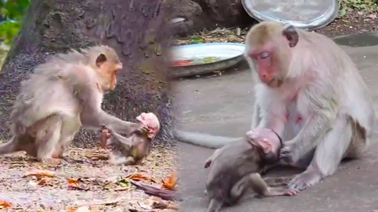 The baby monkey kept suckling, and finally the mother monkey couldn't help but punch and kick it.