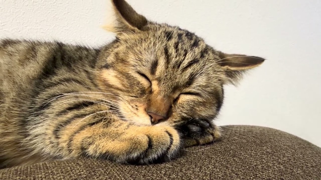 すやすや眠る短足猫ちゃん