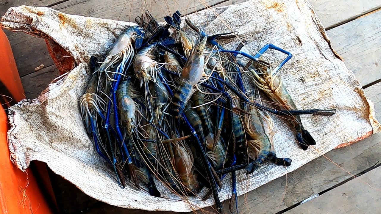 Begini hasilnya jika mancing di spot yang penghuninya main keroyokan.