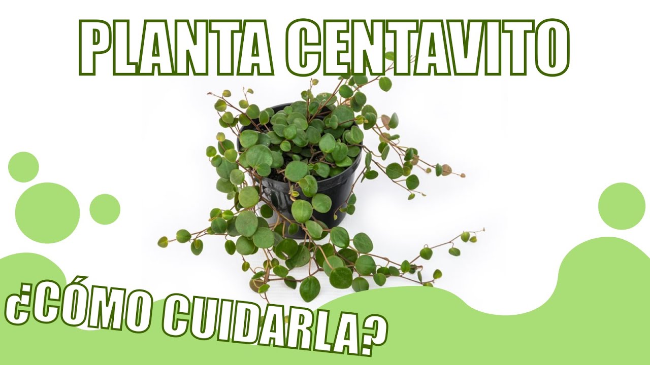 CÓMO CUIDAR la planta CENTAVITO