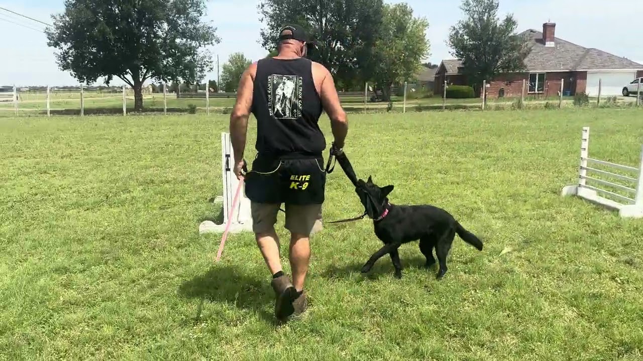 “Legacy” Dark Shadow Z Tykev Vino 9 mo obedience video at the Canyon K9 Training LLC field. 