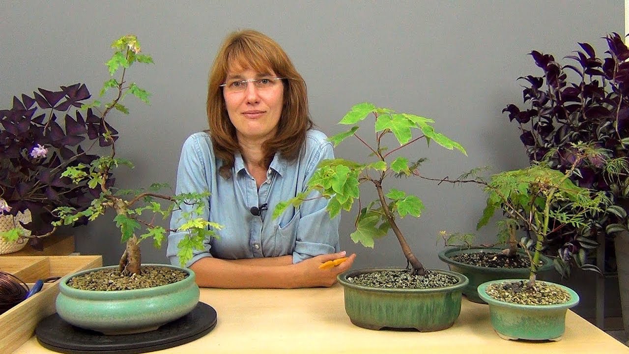 Не самые подходящие виды клена для бонсай (ч.2).