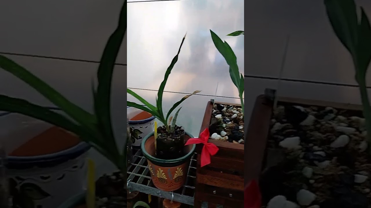 #Catasetum #Clowesia # Cycnoches