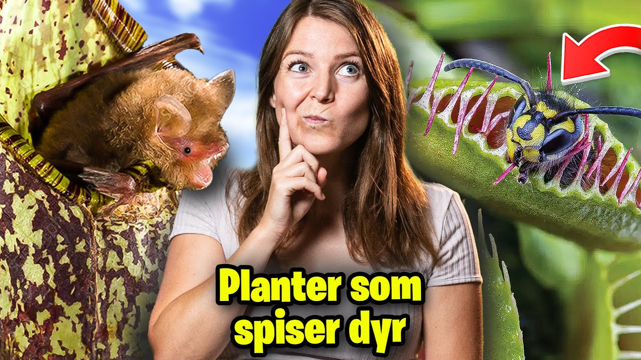 10 kødædende planter 🌱