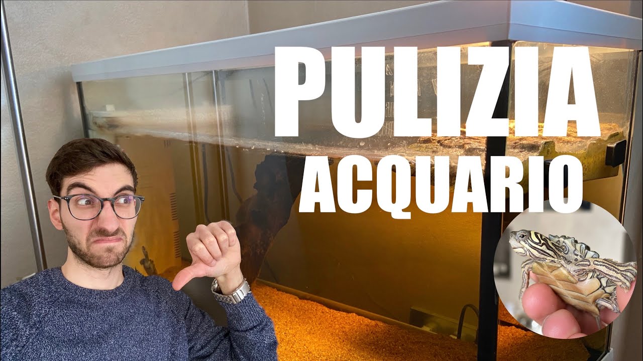 PULIZIA e MANUTENZIONE dell'Acquario delle TARTARUGHE d'Acqua Dolce! *E' ora di PULIRE*