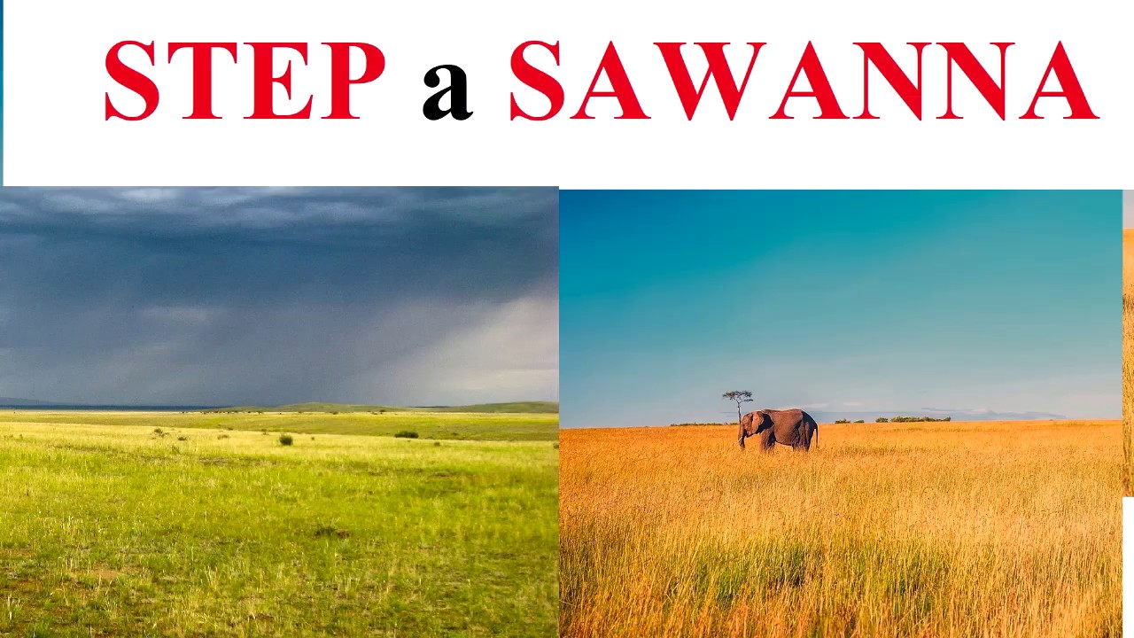 STEP a SAWANNA - czym się różnią