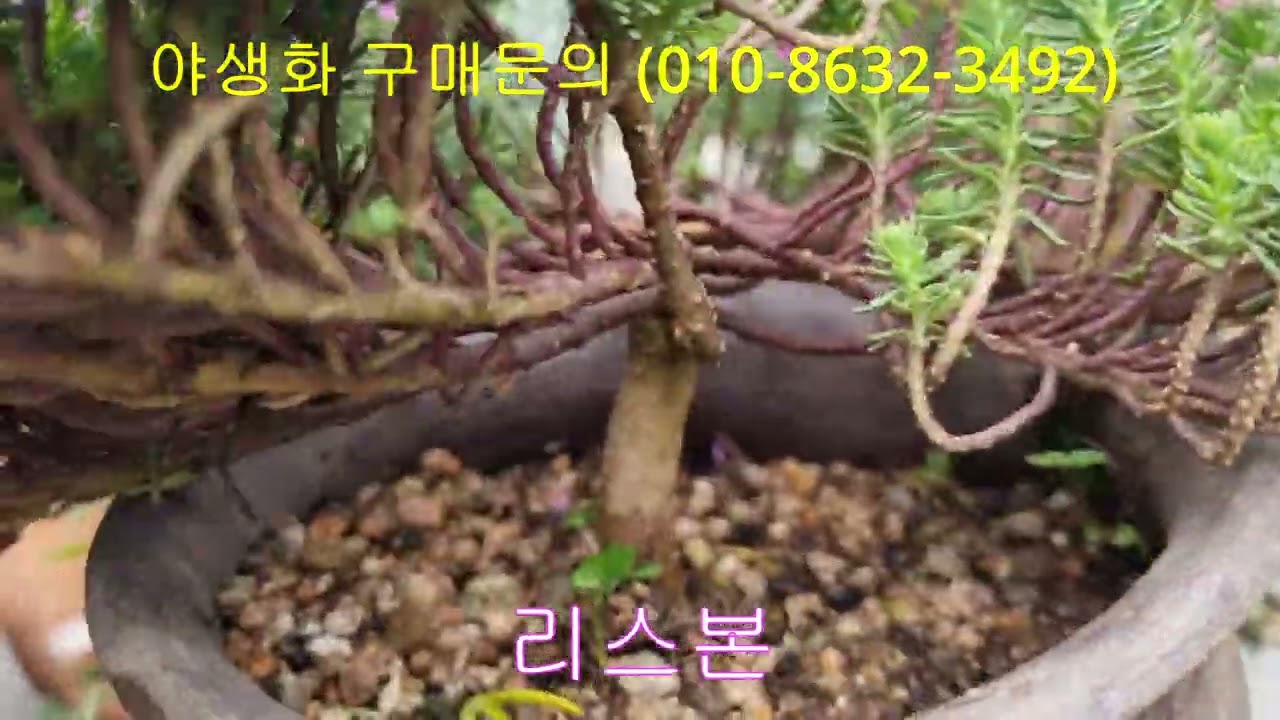 계절따라 미모 뽐내주는 어여쁜 아이들 소개합니다!!