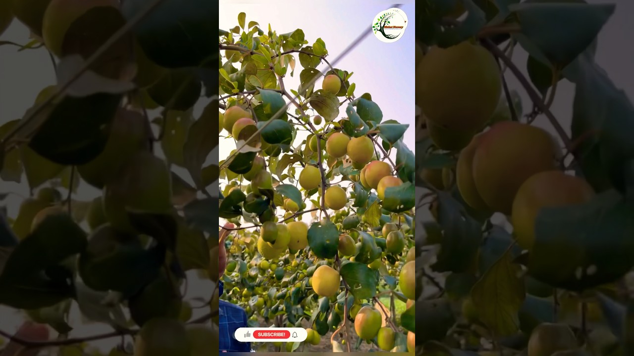 Apple Ber Farming Steps by steps one year 