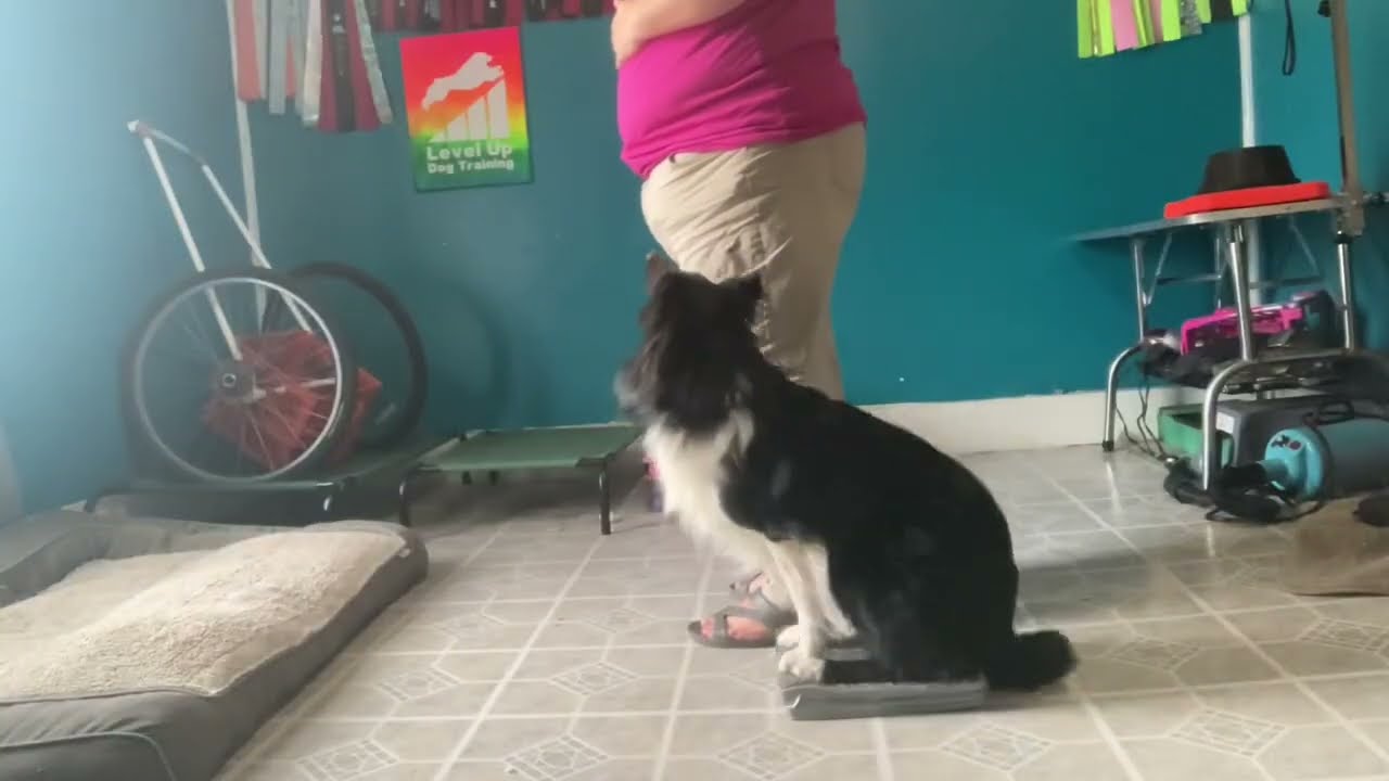 Zero to CD - Hannah Branigan’s positive reinforcement AKC Obedience program