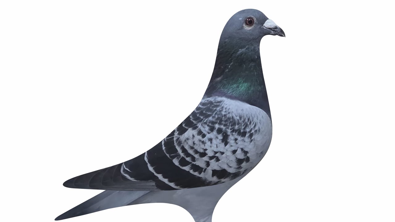 VLOG 76| APO NG PATTAYA WINNER AT HOOSIER CLASSIC WINNER| CMPADUA| #pigeon #kalapatids #bird#duiven 
