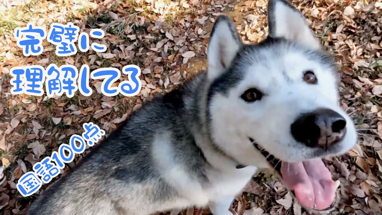 話しかけると完璧に答えてくれるハスキーに今更驚く