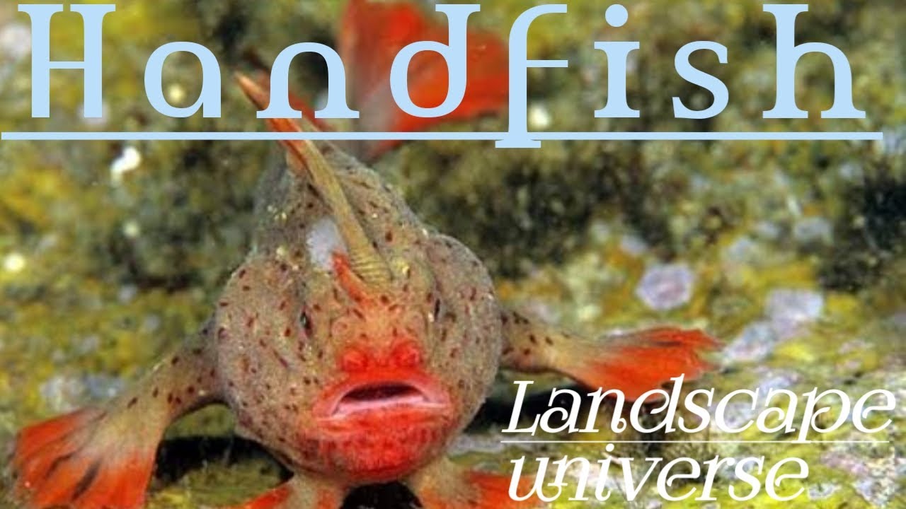 Handfish - The rarest fish in the world.