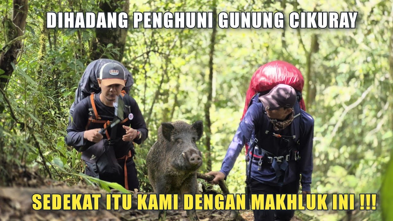 PENDAKIAN GUNUNG CIKURAY VIA KIARA JANGGOT | DIHADANG BABI DI ATAP KOTA GARUT