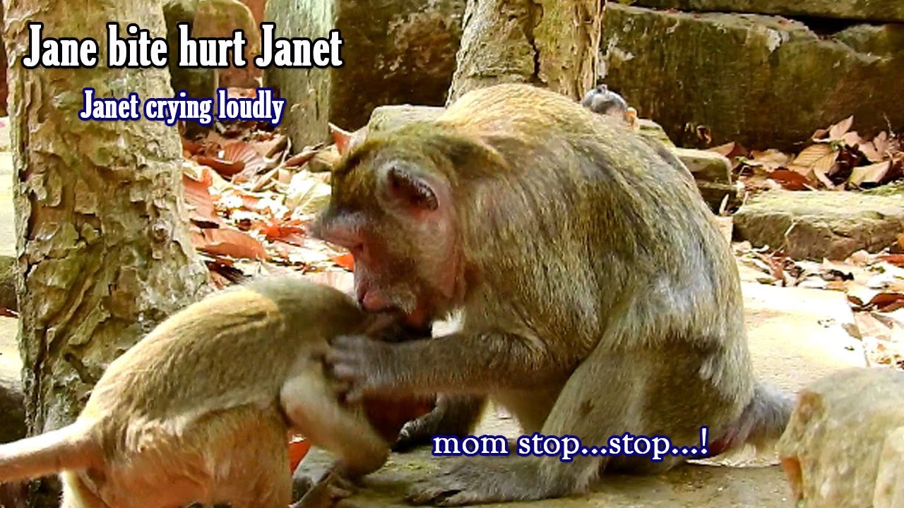Shocking! Cry...Cry...hurt...because of mom hit and warn stop milk, Janet extremely crying hurt