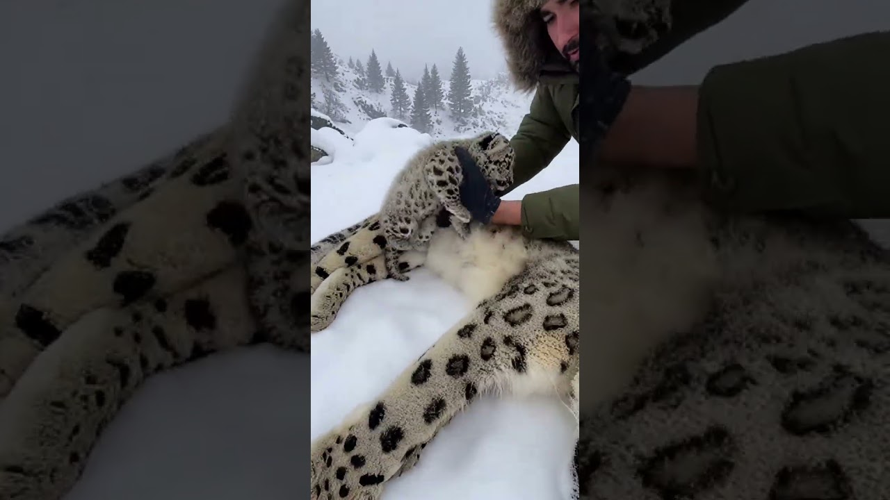 Frozen Wilderness Rescue Weak Snow Leopard Cub Found Beside Motionless Mother ❄️🐆#SnowLeopard