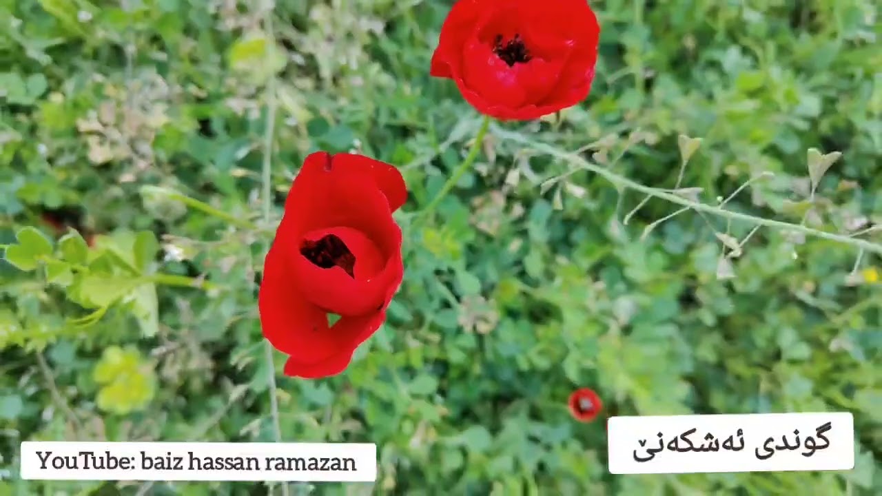 گوندی ئەشکەنێ -قەڵادزێ....