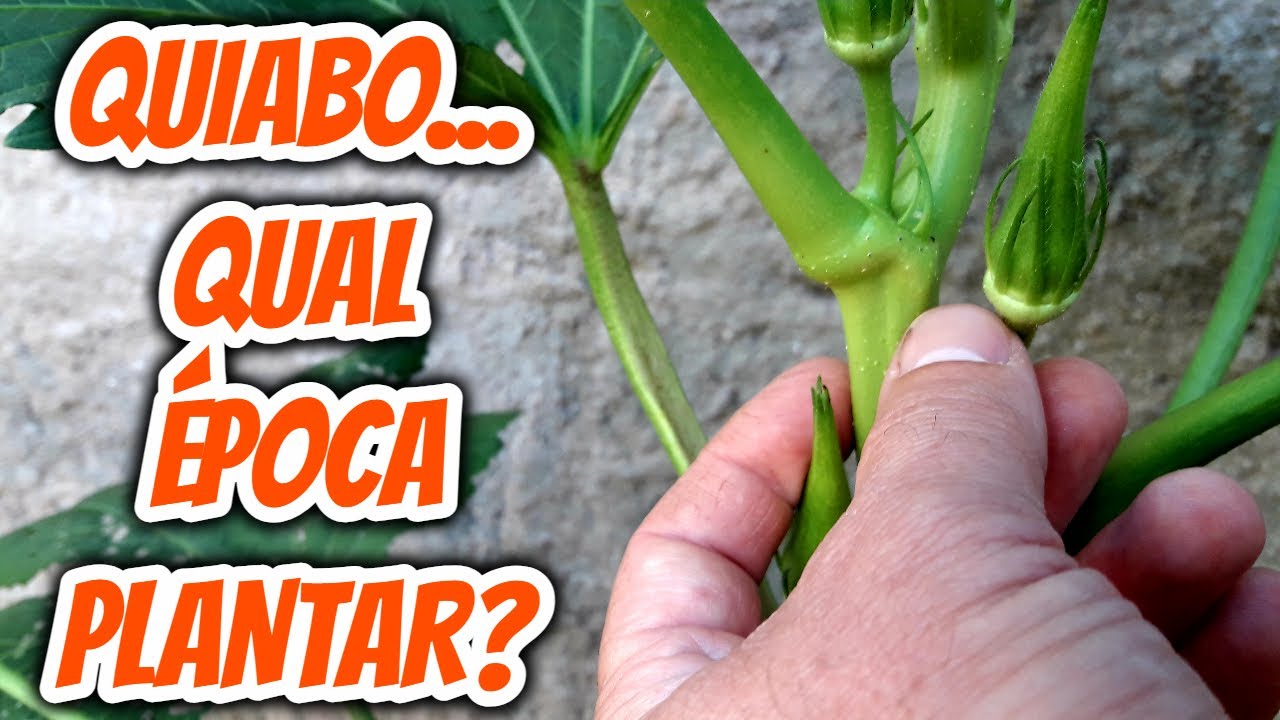 Qual a &eacute;poca certa para fazer o plantio do quiabo? Em que m&ecirc;s do ano plantar cultivar o quiabeiro?