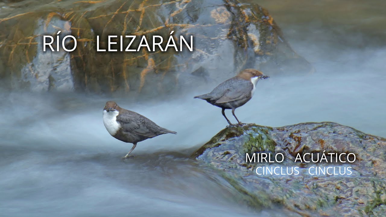 💙 FOTOGRAFIANDO AL MIRLO ACUÁTICO-RÍO LEIZARÁN