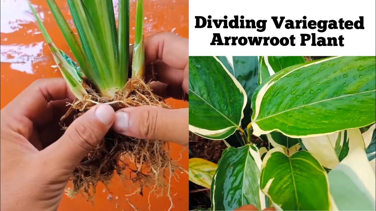 How To Grow Variegated Arrowroot Plant | Dividing Variegated Arrowroot Plant