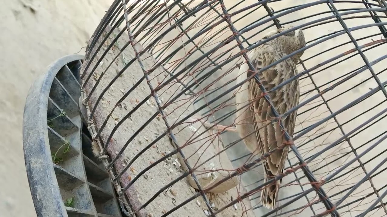 My Bimaculated lark full singing food ❣️🔥🤞