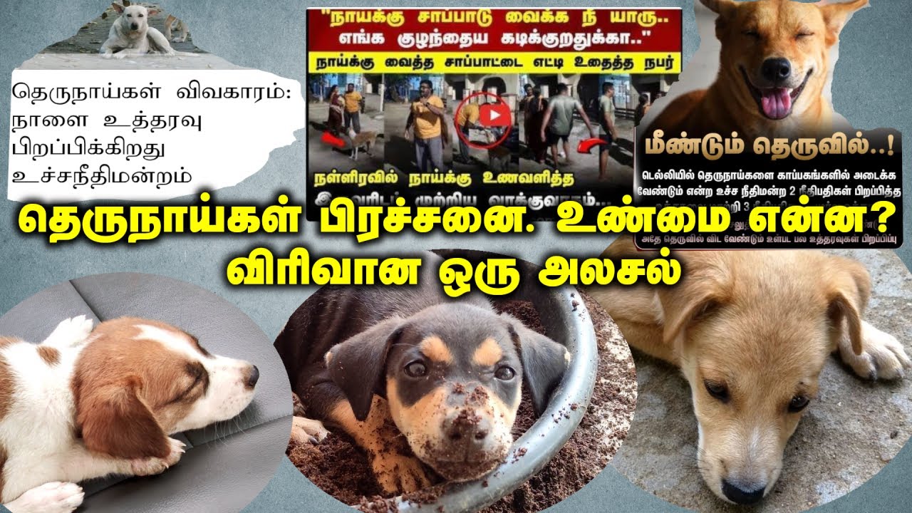தெருநாய்கள் பிரச்சனையும் பொதுமக்களின் வெறுப்பும். உண்மை என்ன? விரிவான ஒரு அலசல்.